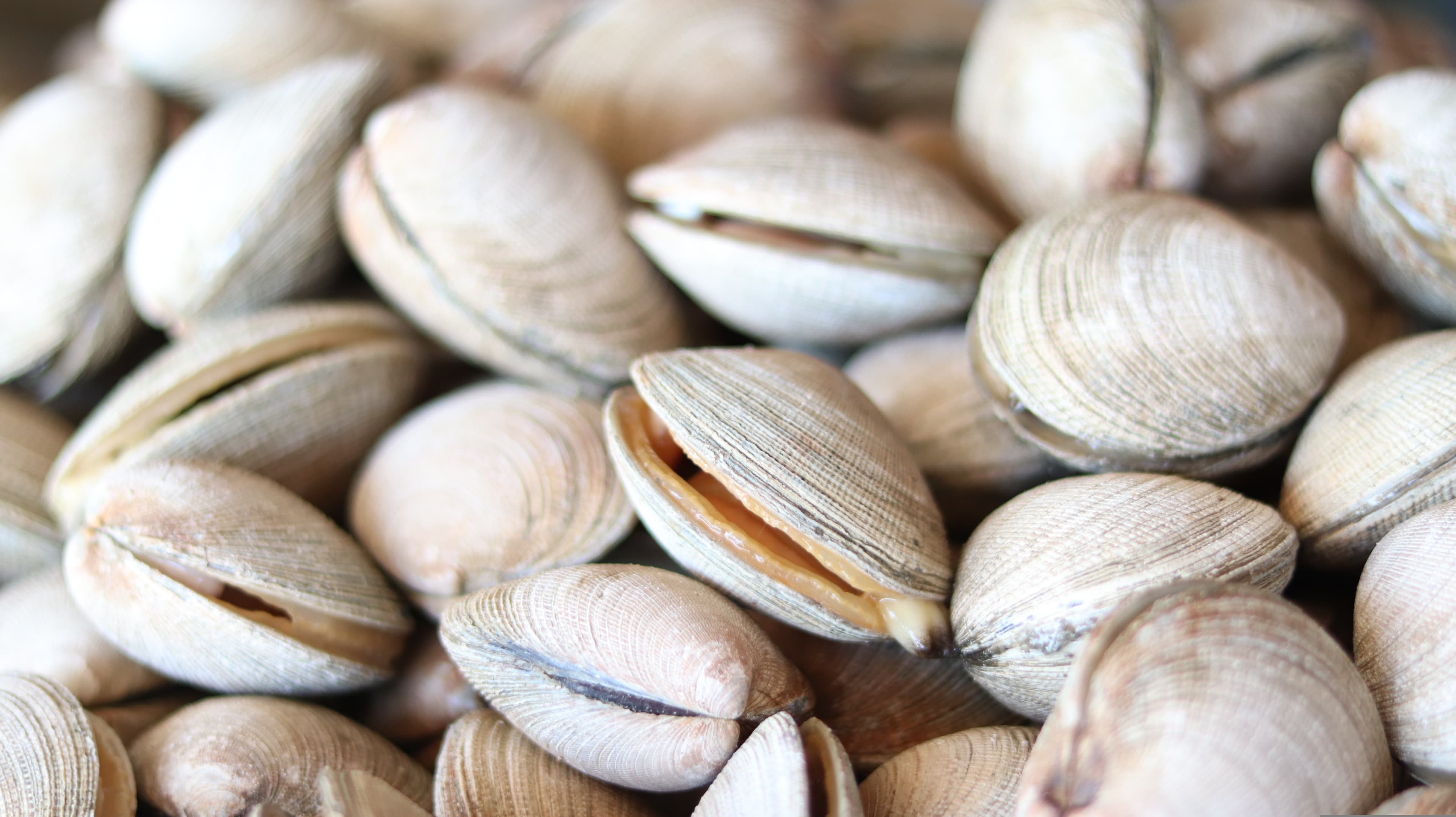 clam shell